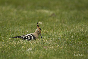 La huppe fasciée (Upupa epops)est une espèce d'oiseau, l'une des trois représentantes de la famille des Upupidae et du genre Upupa.